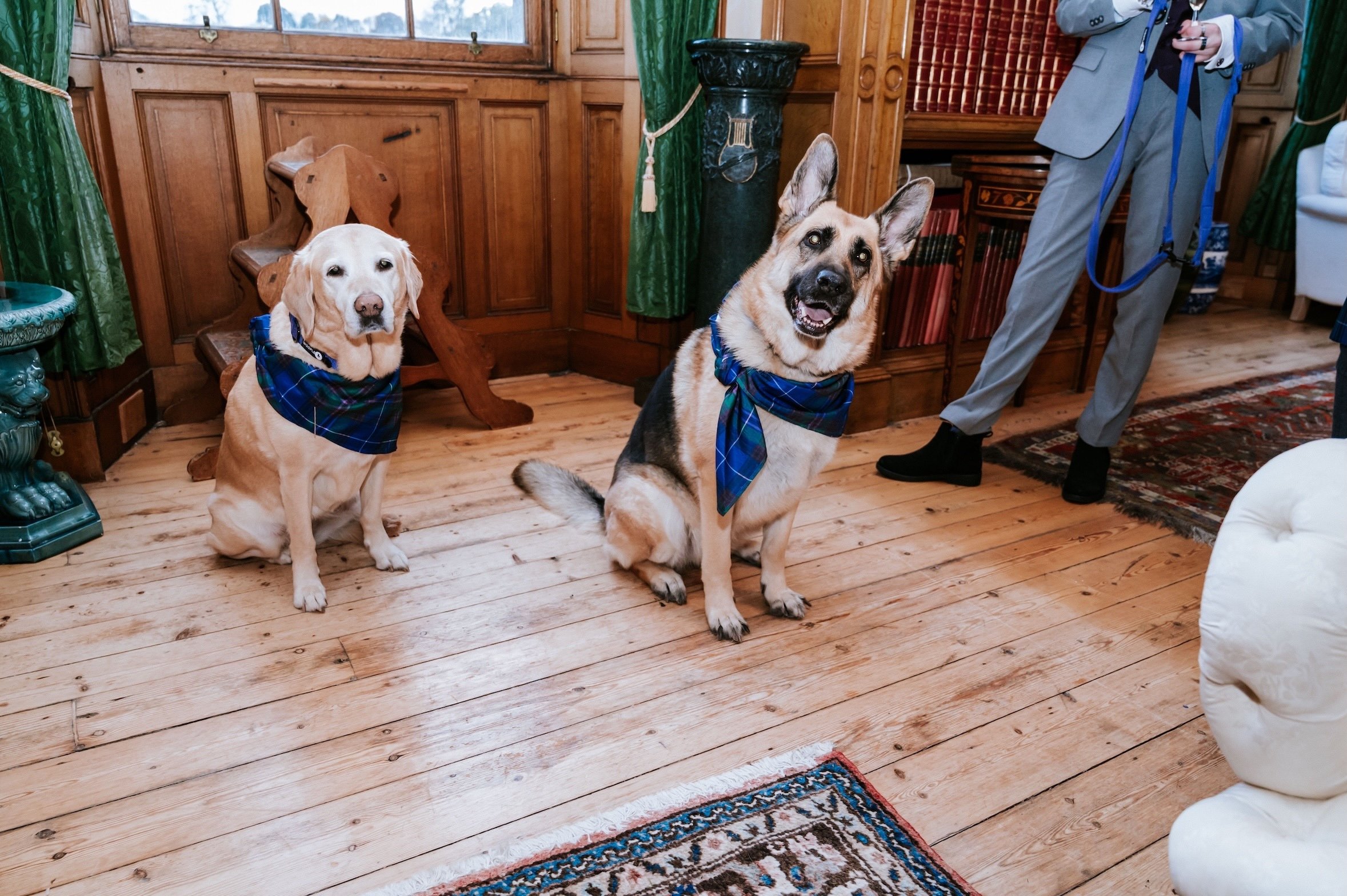 Two guide dogs wearing tartan neckerchiefs